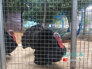 抚州梦湖动物园养家禽 游客质疑被忽悠