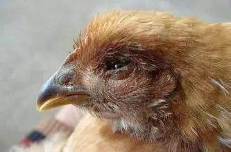 受凉感冒用什么药 家禽感冒特效药 感消云散