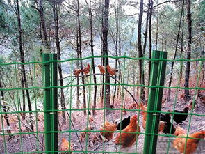 养殖专用铁丝隔离网为养殖户解决了养殖家禽的难题