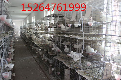 大庆 哪里有观赏鸽养殖场