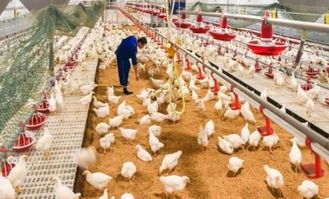 价格暴跌 印度尼西亚将宰杀300万只肉鸡