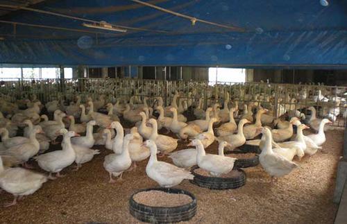 资产监测技术保障大棚养鹅|养殖业|池塘|湿度|家禽_网易订阅