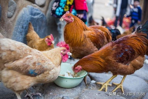 坚决抵制农民饲养家禽,养家禽就是在破坏农村的生活环境 饲料 养猪 土鸡 网易订阅