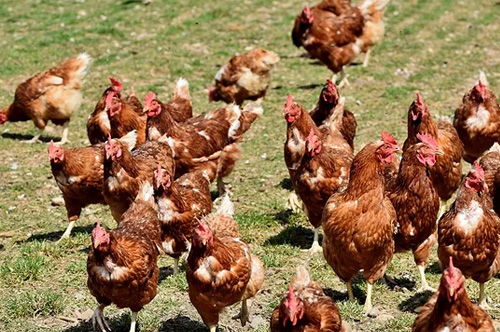 家禽养殖行业营销策划