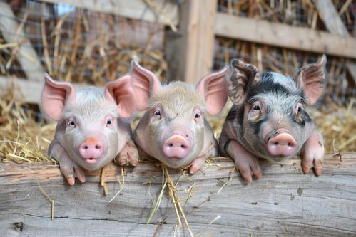 家禽家畜养殖猪图片 摄影图 下载至来源处