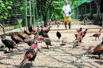 农村创业 农村饲养家禽经验谈