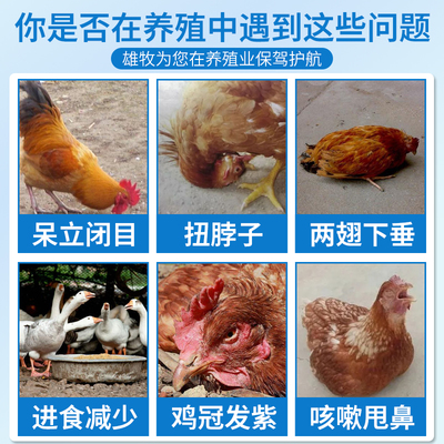 家禽健康守护者!雄牧瘟疫清如何拯救你的鸡鸭鹅?