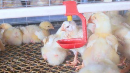 疫情当前 家禽养殖更要注意防病!