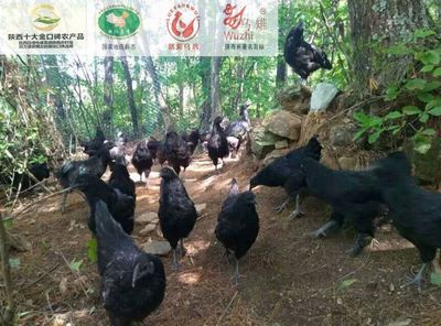 首届“海安-略阳”年货节【第二期】农特产品提前品味!