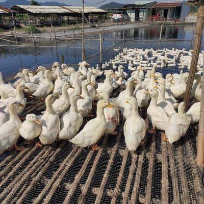 樱桃谷鸭排行榜