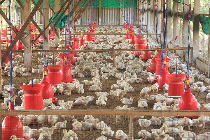 家禽农场工业养殖
