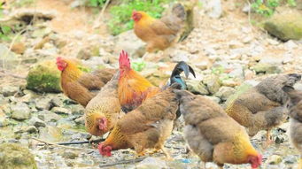 除了 车田豆腐 ,车田镇这些产业也在打造中...