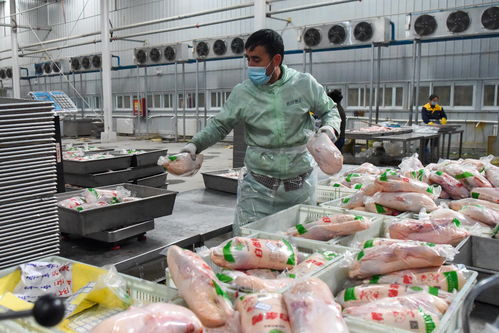 北京烤鸭里的和田味道