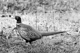 家禽养殖合作社寻百万资金合作