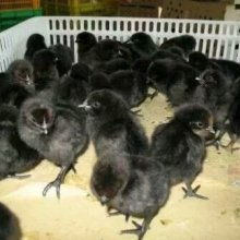 沭阳县顺明家禽养殖场