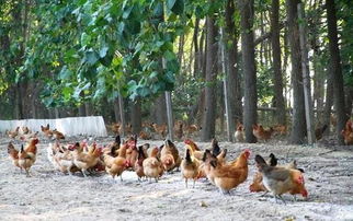 养鸡技术 维生素acdek在家禽饲料中作用及用量
