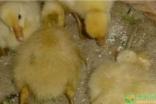 家鹅常见病的特征及防治方法