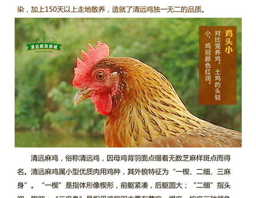 金都农家散养清远鸡生鲜整鸡 广东省内包邮 老母鸡走地山地放养土鸡 新鲜鸡肉 活鸡现杀 清远特产