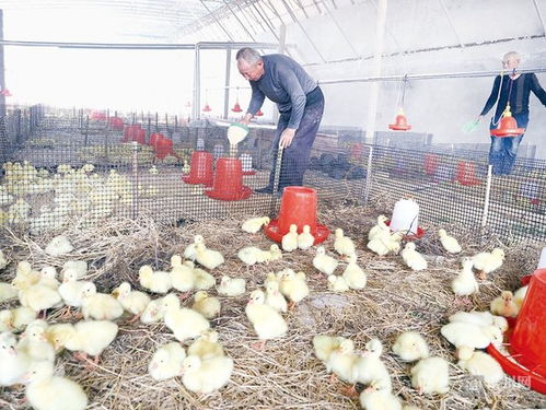 无棣近800家家禽养殖大户全面复工复产