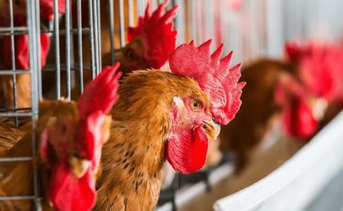 养鸡行业正走向 两极化 ,这类养殖人将越来越难了