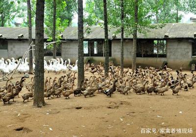 果园养鸭如何养?学会这些方法,走进生态养殖新天地