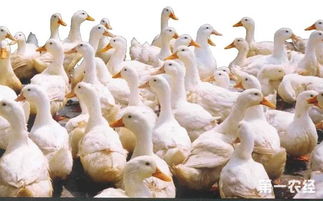 家禽养殖 家禽养殖要注意事项