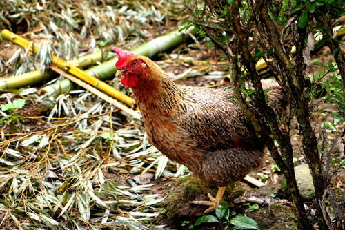 散养鸡,家禽家畜,动物摄影,摄影素材,汇图网
