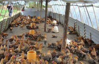 对于养殖造成的农村环境污染,村民们你的看法是什么呢