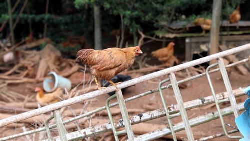 养殖户家大量家禽出栏 急盼销售