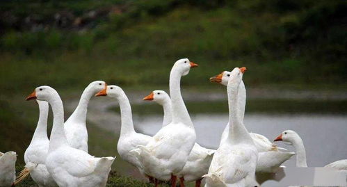 想靠家禽养殖致富,选择养鸭还是选择养鹅 大家应该考虑经济效益