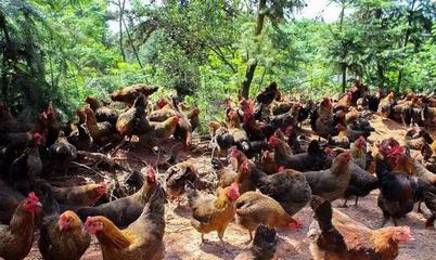 江西抚州一个县,和宜春丰城接壤,是“中国麻鸡之乡”