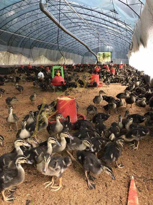 广汉中力家禽养殖有限责任公司_企业相册_食品招商网