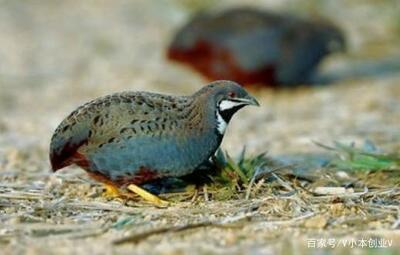 生活不容易,唯有去拼搏!养殖也能闯出一片天!