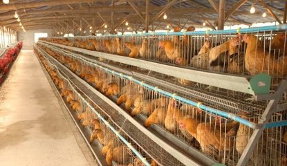 鸡舍人员怎么保养皮肤护理措施