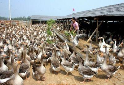 公司大理产品-滇陆富民禽业