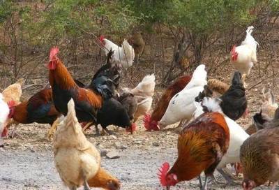 养鸡行业正走向“两极化”!谁将胜出?