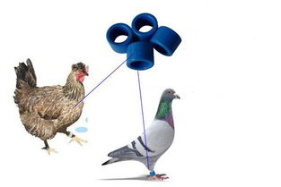 rfid技术与家禽养殖 实现家禽产品溯源