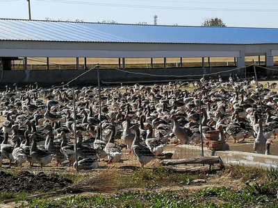 全国农业大摸底!法式鹅肝安徽产