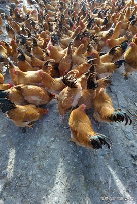 家禽养殖业市场低迷不赚钱,运用部分发酵饲料扭亏为盈