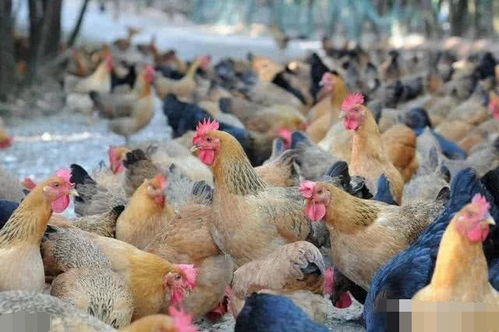 当前家禽产业供应链的五大风险 如何管控