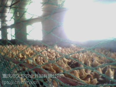 綦江土鸡品种土鸡苗购买綦江土鸡哪儿有优质土鸡苗