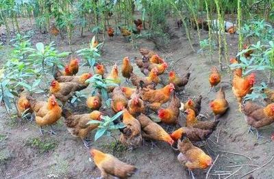 养什么最挣钱致富经 致富路