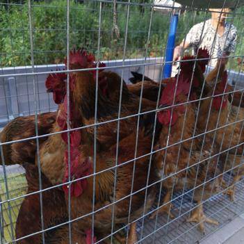 农产品批发供应商丁小亮 - 惠农网电脑版