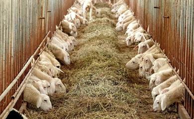 河南,如何成为“中国人的厨房”?