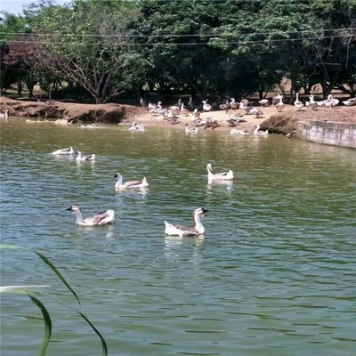 肇庆桂柳鸭苗批发养殖基地-养殖家禽的利润