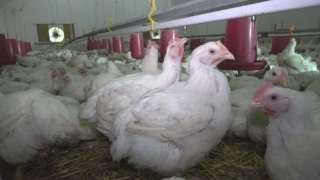 有肥鸡饲养场和鸟屋的家禽农场