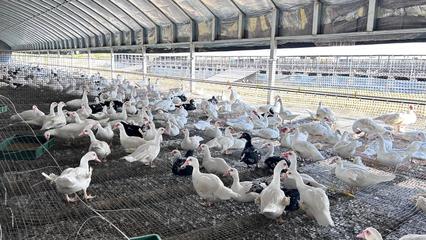 黄石阳新:屯鸟棚里笑声甜