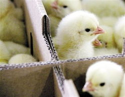 全国养殖场未发现h7n9禽流感病毒