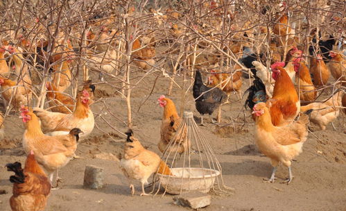 2020年家禽饲养项目市场分析报告