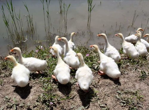 肉鸭浆膜炎什么症状 肉鸭浆膜炎的用药配方,养殖户一定要了解